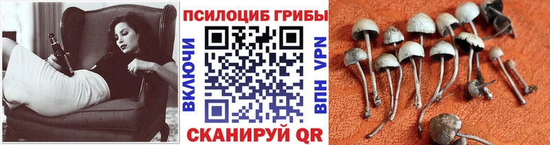 Галлюциногенные грибы мицелий  хочу   Иноземцево 